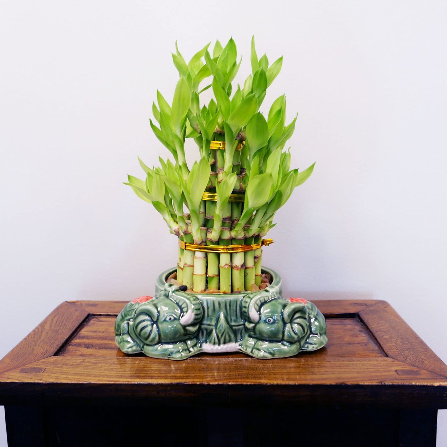 Athena’s Garden Lucky Bamboo Indoor Live Plant 3 Tier Tower Fresh Plant in Ceramic Planter (Flower Elephant)