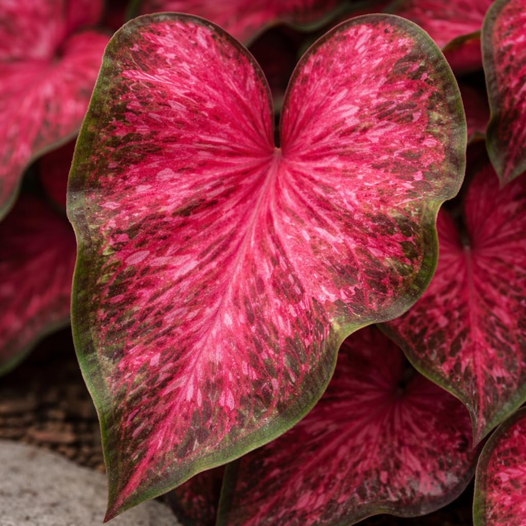 Scarlet Flame Caladium Bulbs for Planting - Red/Pink and Green Strap Leaf Caladium - Perennial Hosta, Elephant Ears, Fancy (6 Bulbs)
