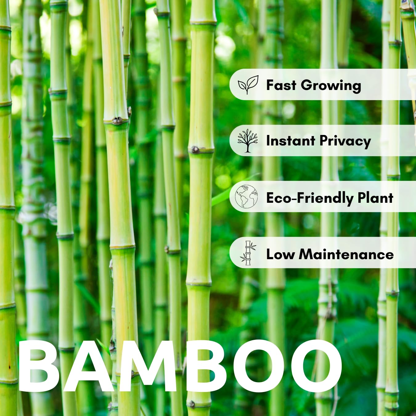 1,000+ Fresh Giant Bamboo Seeds for Planting - Quick Growth and Winter Hardy Privacy Screen, Good for Environment