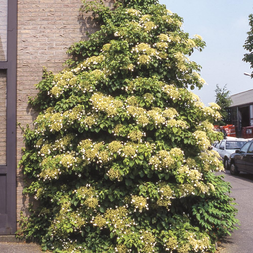 Petiolaris Climbing White Flowering Hydrangea Vine, Bare Root Starter Shrub - 1 Starter Plant per Offer