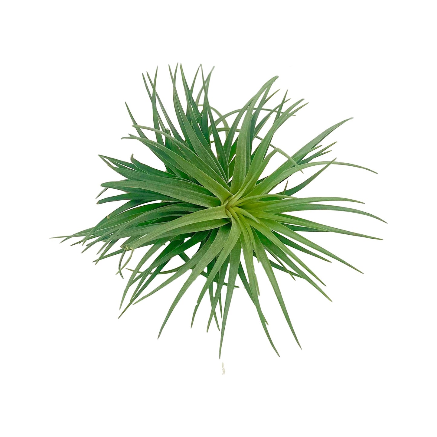 ragnaroc Air Plants - Flowering Tillandsia Pink Paske Large 5" - 2ct - Live Arrival Guaranteed - House Plants for Home Decor & Gift