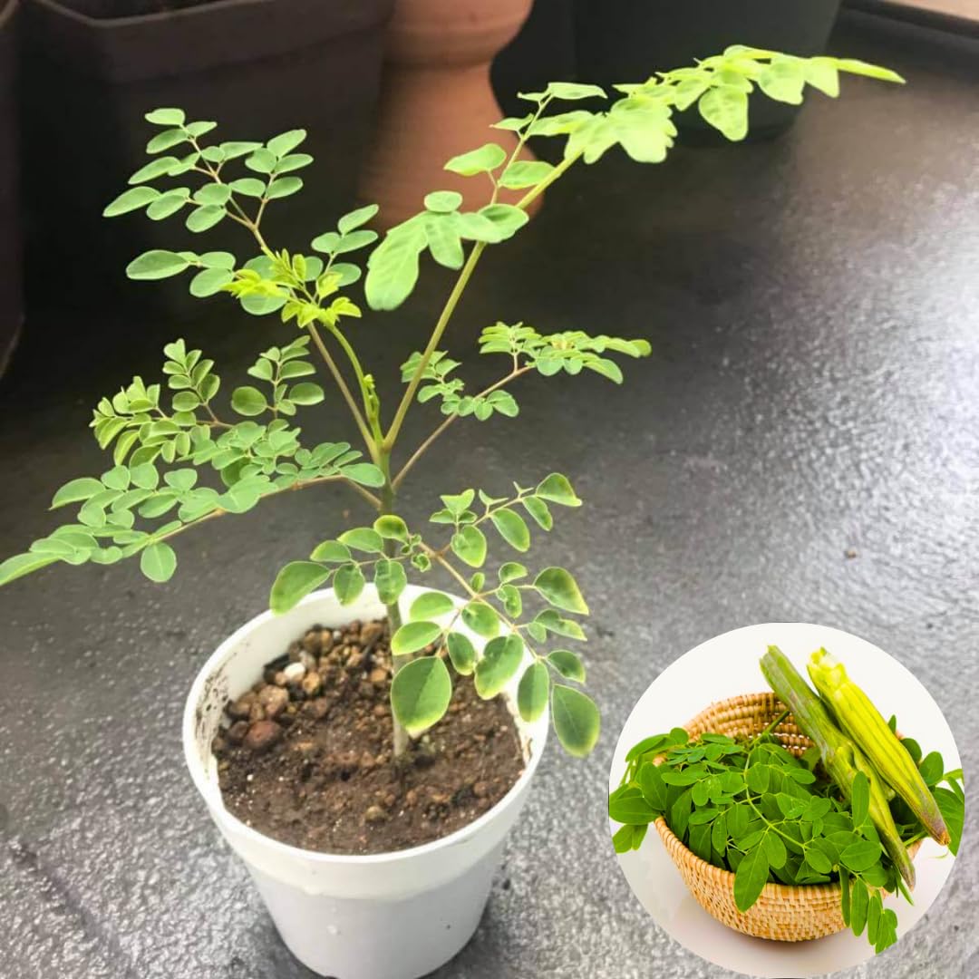Malunggay Plant Live in Pot, 1 Moringa Oleifera Drumstick Horseradish Tree 6"-8" Tall from Bottom Pot for Planting