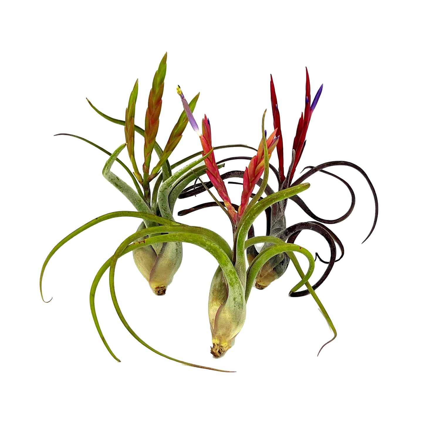 ragnaroc Air Plants - Flowering Tillandsia Caput Medusae, Large 5-7" - 3ct - Live Arrival Guaranteed - House Plants for Home Decor & Gift