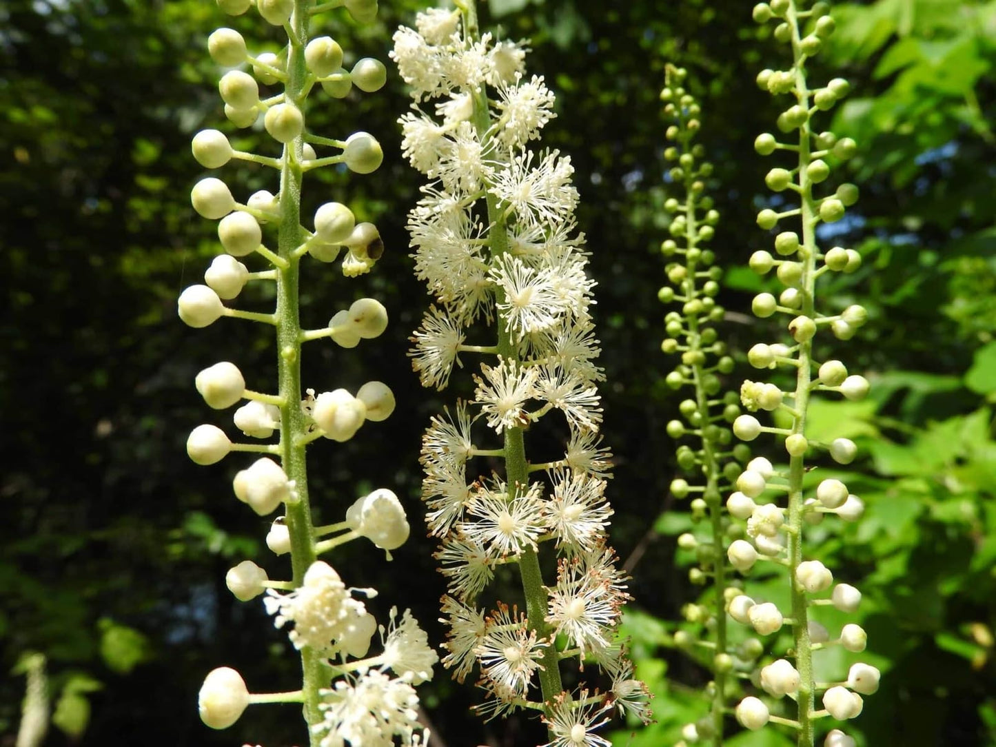 Live Plant - 5 Black Cohosh Bulbs/Roots - Black Snakeroot, American Bugbane, Fairy Candles