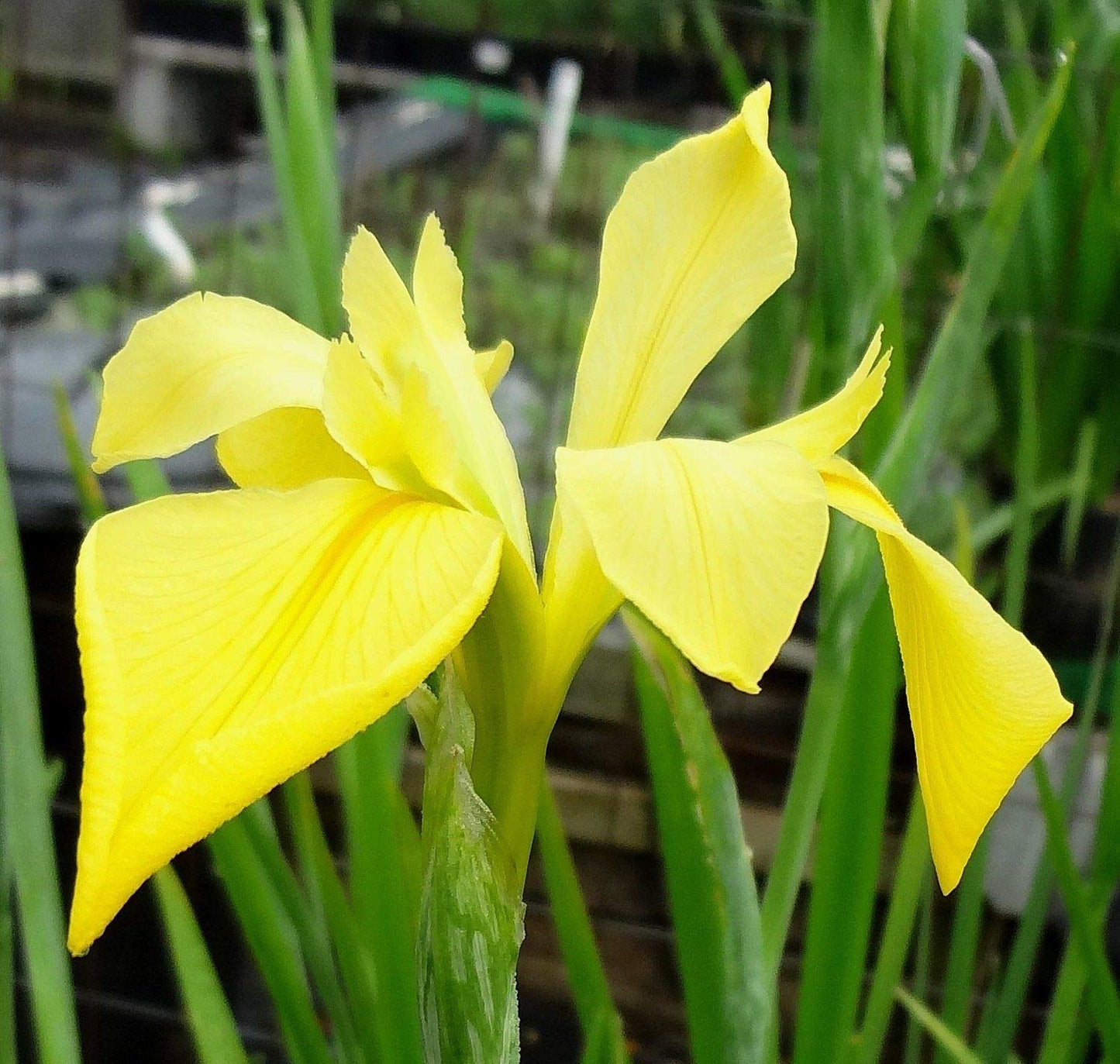 Louisiana Iris Bog Pond Plants Bundle - 4 Pre-Grown Louisiana Irises Marginal Pond Plants in Purple, Red, Yellow, White from AquaLeaf Aquatics