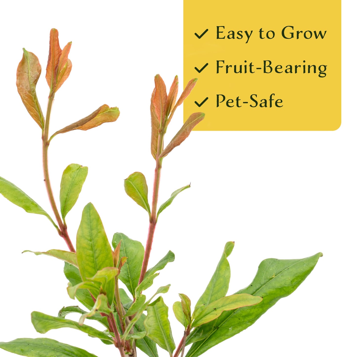 1 Pomegranate Wonderful Tree | Live Sapling in 2.5-inch Nursery Cube | Punica Granatum 'Wonderful' Variety | Hardy Deciduous Trees and Shrubs | Red Fruit-Bearing Plant