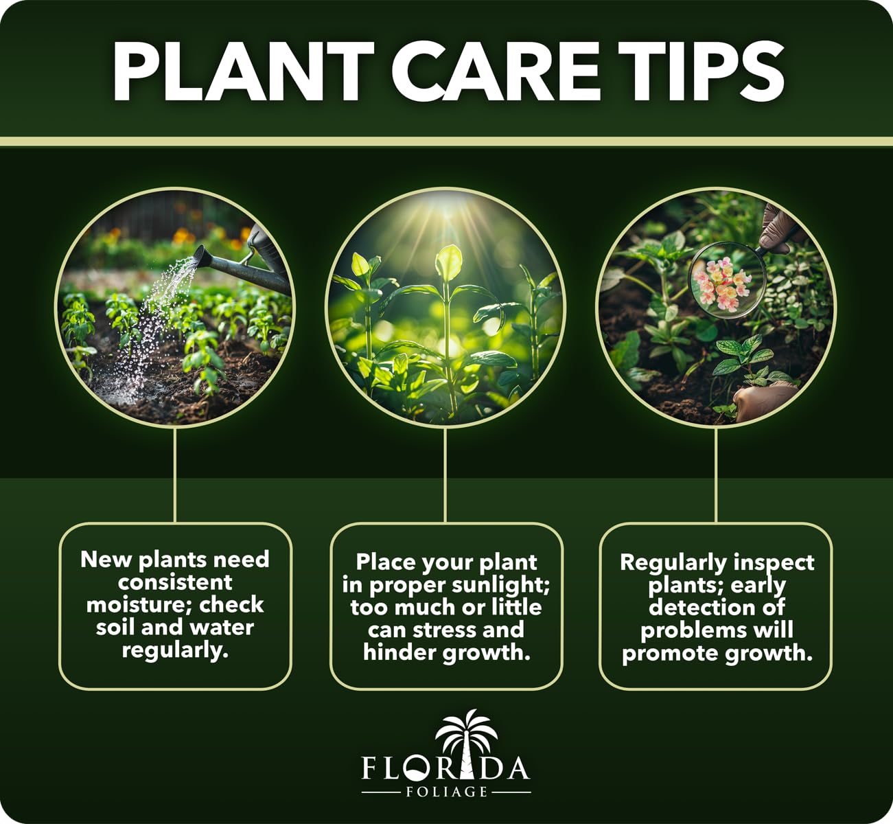 Berkman's Gold Arborvitae | 10 Live Quart Size Plants | Platycladus orientalis 'Aurea Nana' | Compact Evergreen Shrub for Borders | Vibrant Golden Foliage Accent