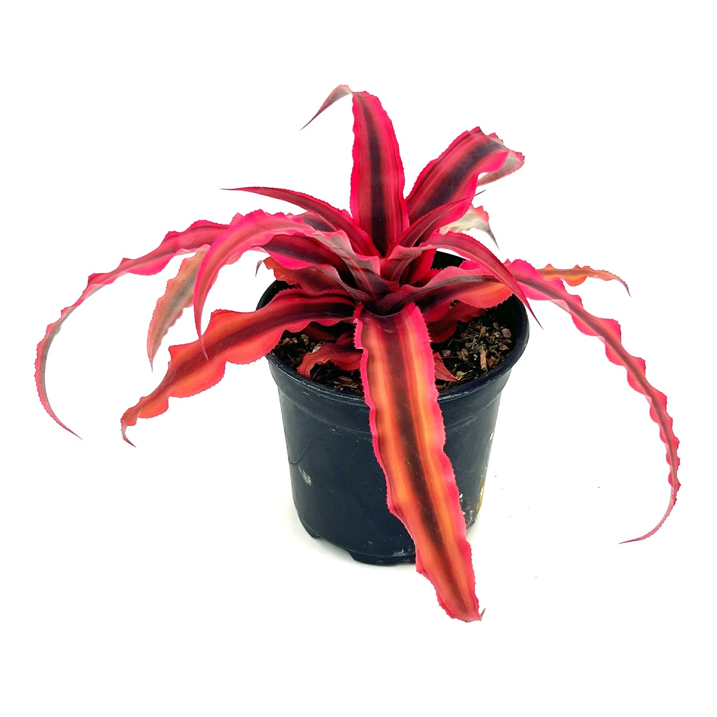 ragnaroc Live Plants – Cryptanthus ‘Rubin‘, 4-8" in 4" Pot - 1ct - Live Arrival Guaranteed - House Plants for Home Decor & Gift