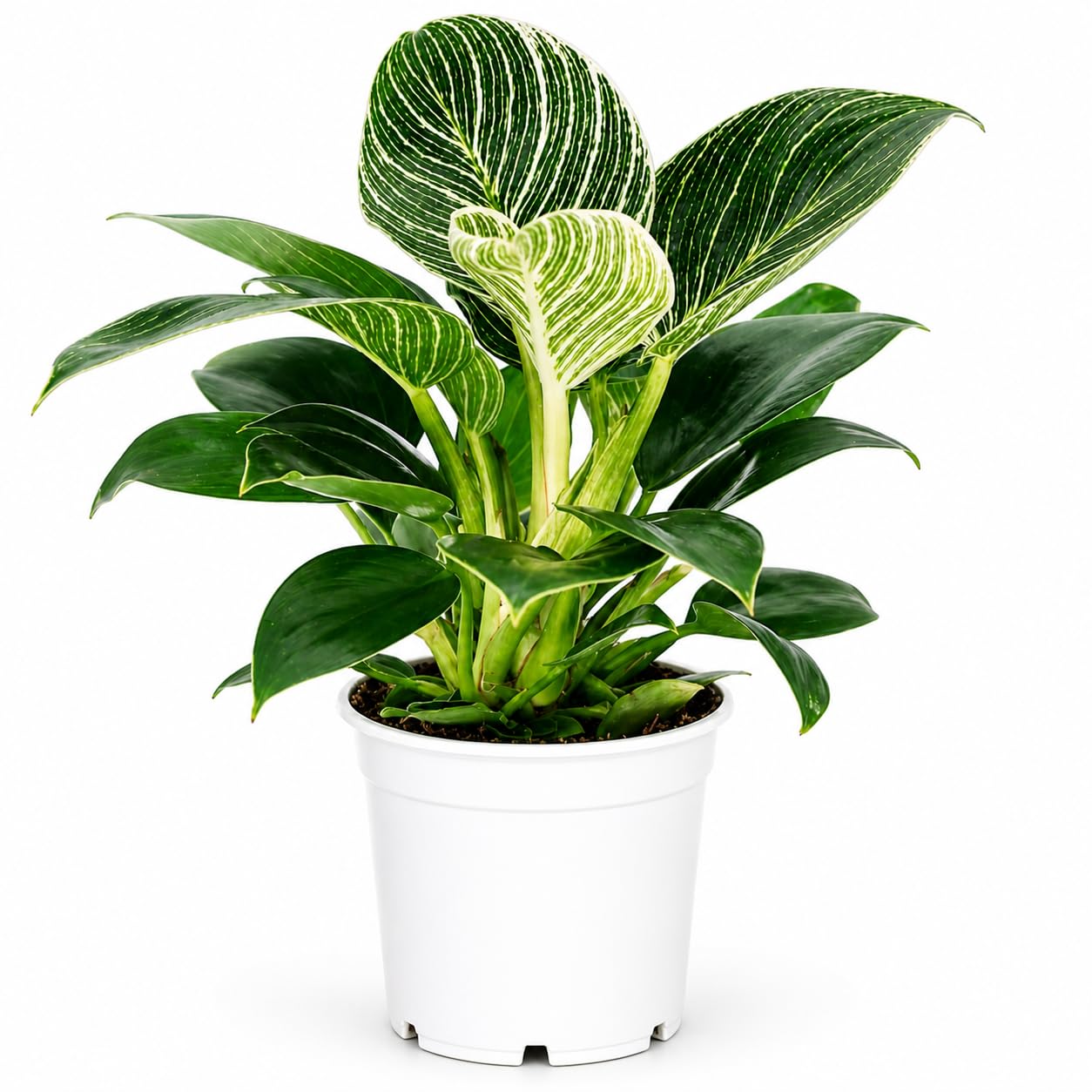 Philodendron Birken Live Plant | Indoor House Plant for Home Decor, Room Decor, Office Decor | Air Purifying Philodendron Houseplant | Elegant Plants Live Houseplants