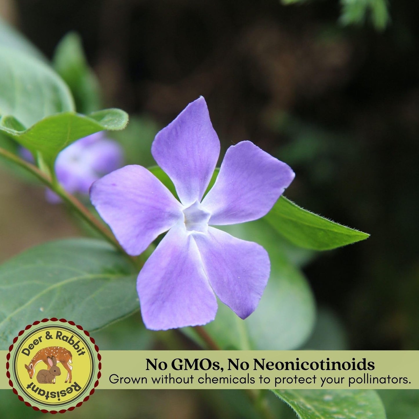 Clovers Garden Creeping Myrtle Periwinkle Plants - Two (2) Live Plants - Non-GMO - Each 4" to 8" Tall - in 4" Pots - Vinca Minor Perennial Ground Cover, Deer Resistant