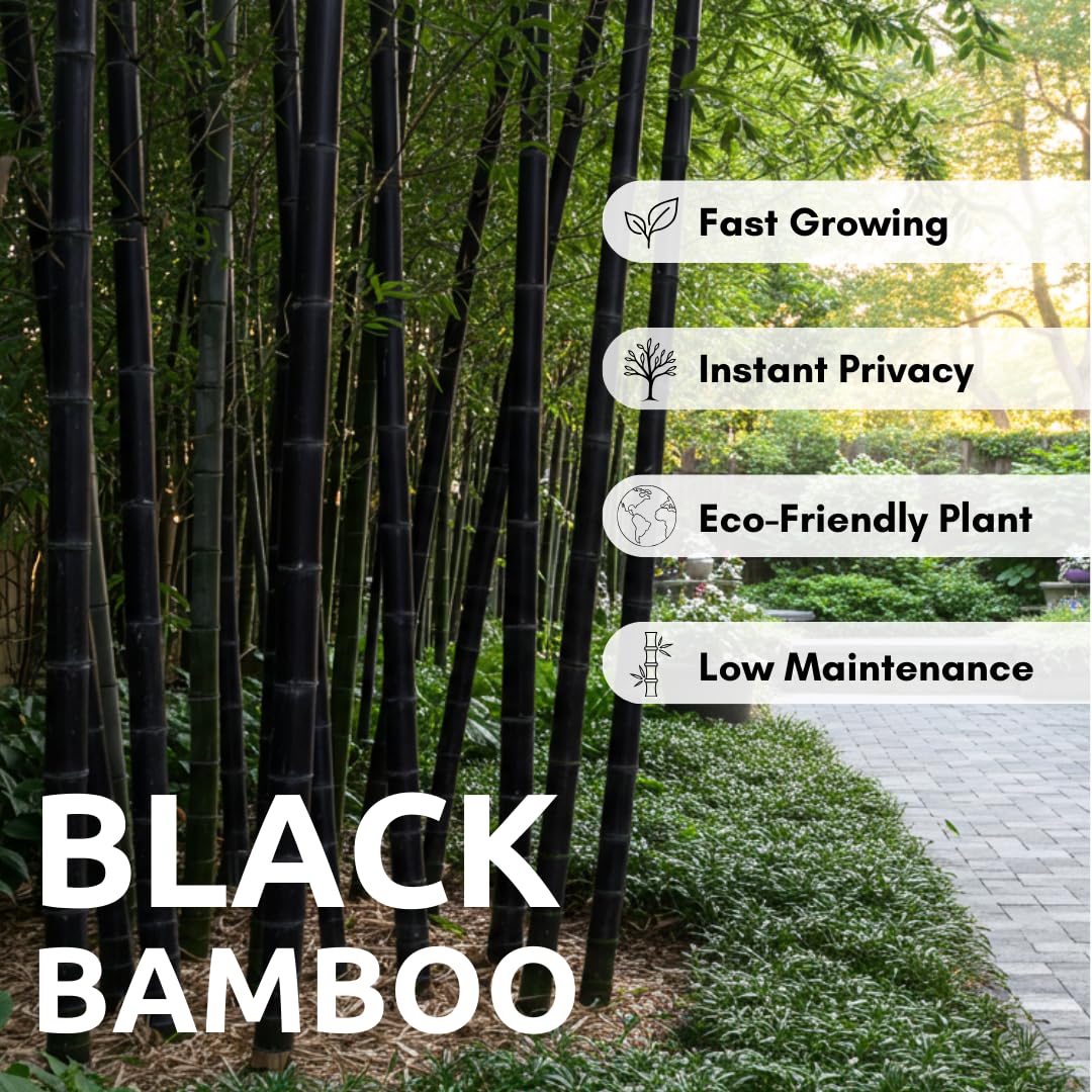 500+ Fresh Black Bamboo Seeds for Planting | Great for Privacy, Fast Growing