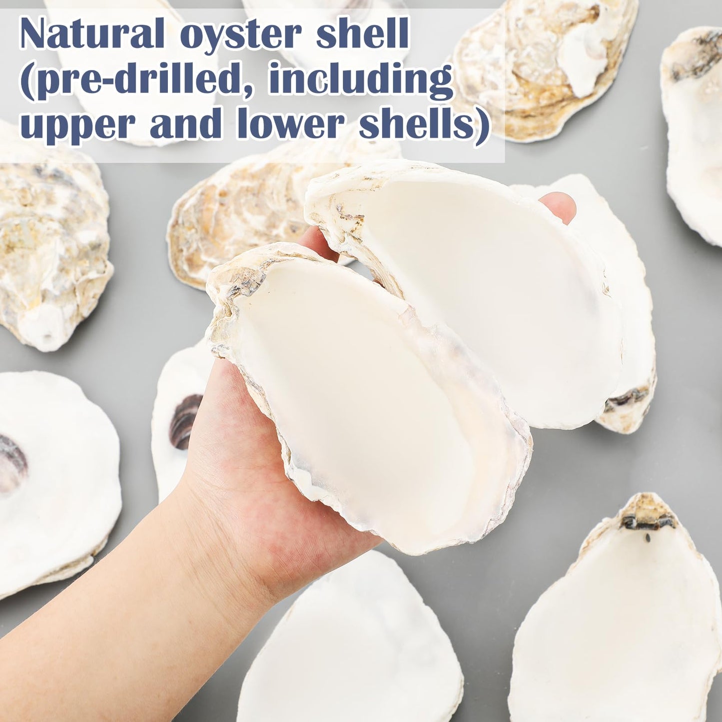 ForraFun 16 Set Beach Oyster Shells for Crafts 4-5 Inch Large Seashells with Holes for Crafting Summer Flat Oyster Shell Kits with Decoupage Napkins Glue Paints Twine Brushs