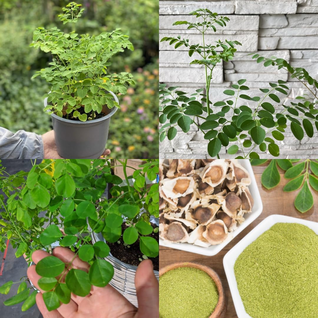 Moringa Oleifera Live Trees Plants in One Pot, 6-10" Tall, Drumstick Horseradish Malunggay Trees Herb, Zones 9-11, 8 Months Old Seedling Tree