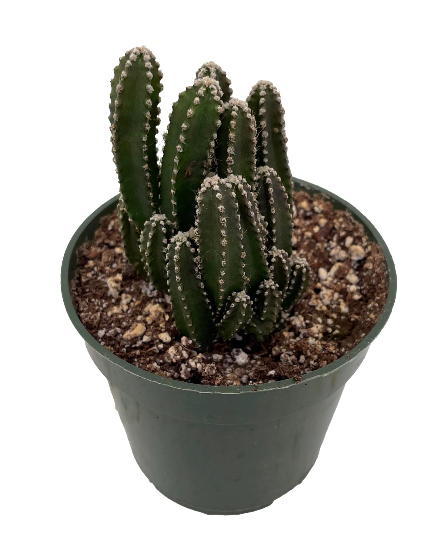 Fairy Castle Cactus - Cereus - Houseplant/Terrarium/Fairy Garden - 4" Pot