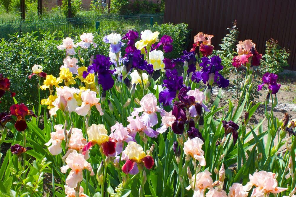 5 Iris Bearded Bulbs Rhizomes Flower | Mixed Colors Bulbs