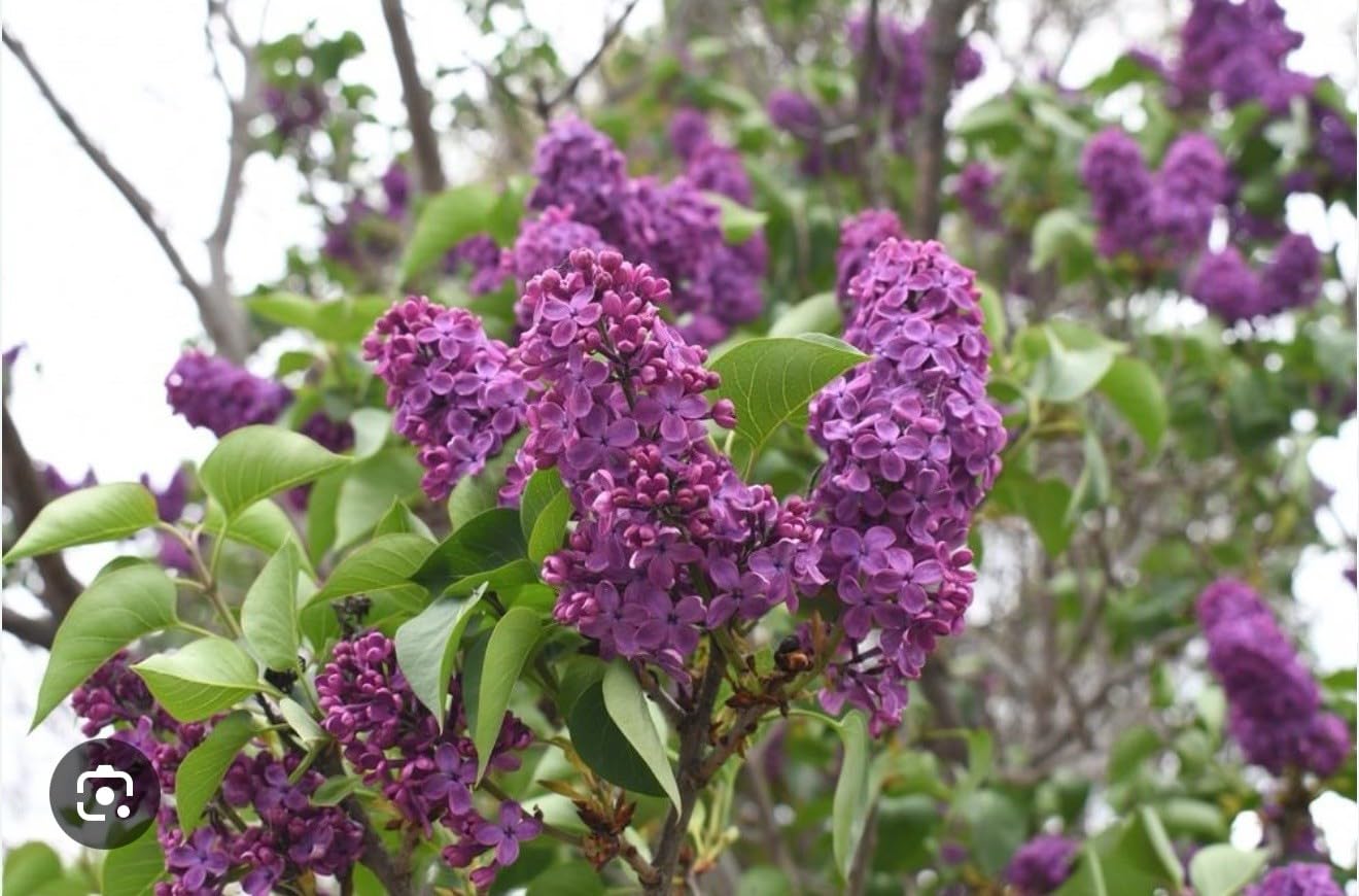 Live Plant - Congo LilacSyringa VulgarisSmall Well Rooted Starter Plant4-8” Tall