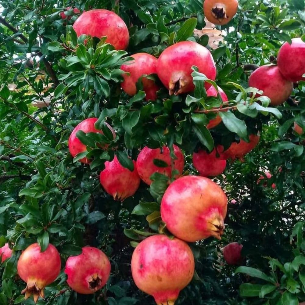 Sweet Pomegranate Live Plant 8-10 Incch Tall, 4 Inches Pot, Red Pomegranate Plants Live, Edible Fruit Bearing Tree for The Patio and Garden