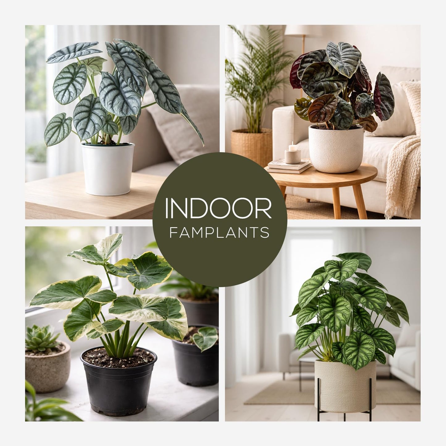 Alocasia Plant Collection (4 Pack) -Cuprea, Mickey Mouse, Silver Dragon, Dragon Scale- Rare Indoor Houseplants, Exotic Elephant Ear Plants Live, Live Starter Plants.