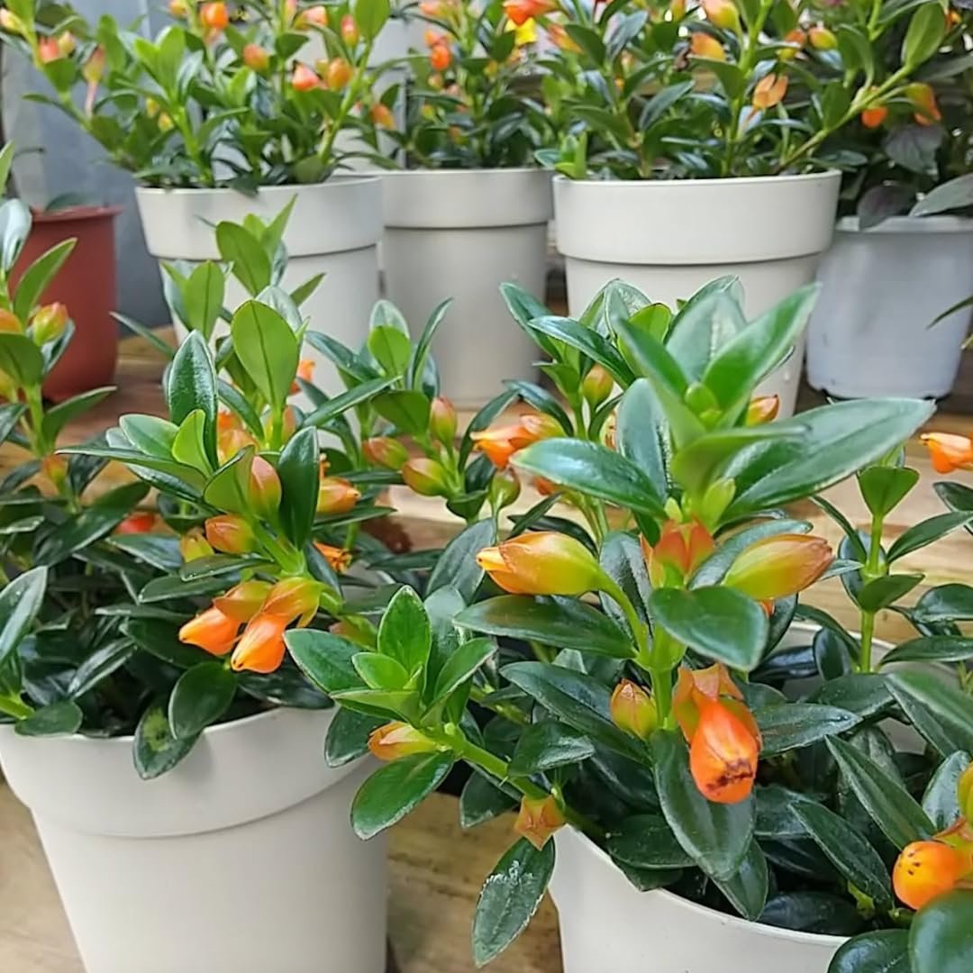 Goldfish Plant Live, Trailing Indoor Houseplant in 4 Inch Pot for Hanging Planters