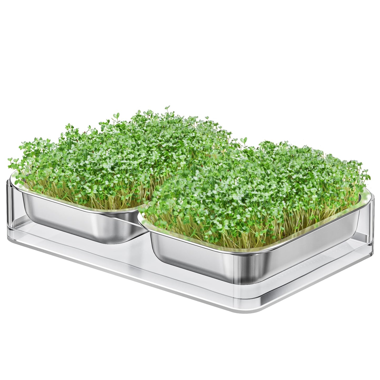 FANHAO Upgraded Visual Seed Sprouter Tray, Stainless Steel Soil-Free Cultivation Germination Tray with Acrylic Base, Healthy Microgreens Growing Kit for Indoors Sprouting Seeds, Grow Grass, Beans