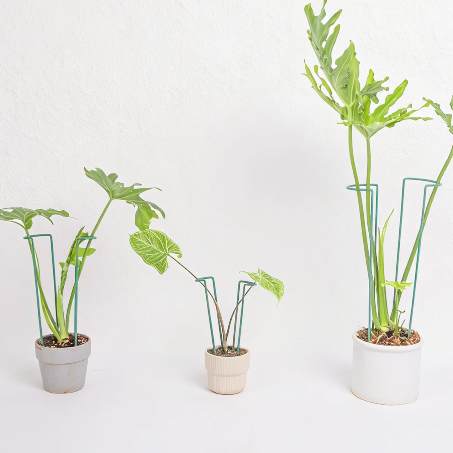 GOOOXIM Indoor Plant Stakes – 8.7" U-Shaped Durable Iron Support for Monstera & Potted Plants, Perfect for Small to Medium Climbing Plants, 10-Pack, Ideal for Home Décor & Plant Lovers