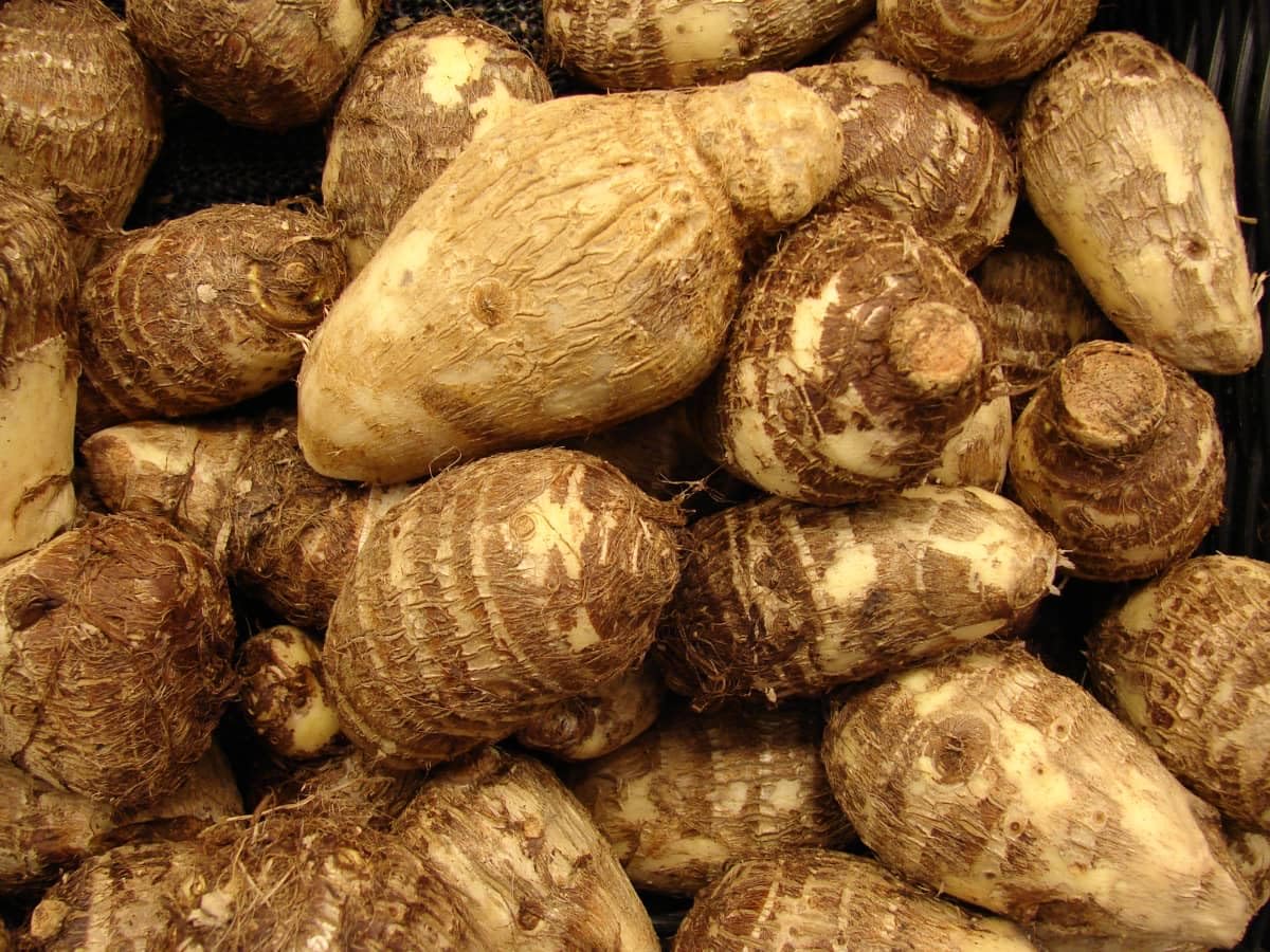 Greenhouse PCA Colocasia Esculenta Bulbs, Tropical Taro Root, 40 Count, Easy-Growing Edible Tubers