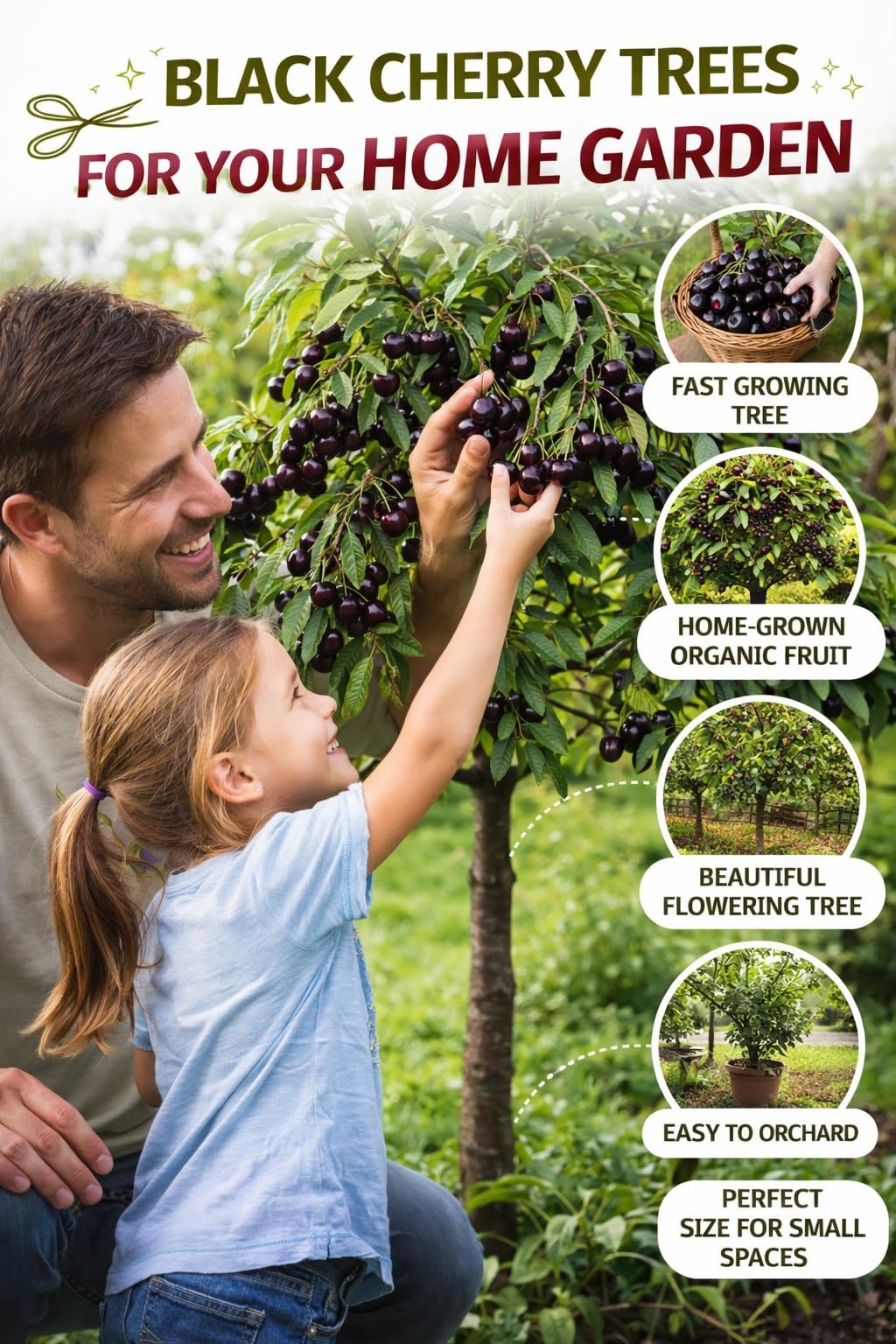 5 Black Cherry Tree Live Plants 1–2 Ft Tall (Prunus serotina) – Fast Growing Native Fruit Tree – Edible Cherry, Wildlife Habitat & Backyard Orchard Starter Tree (5 Live Tree Plants)