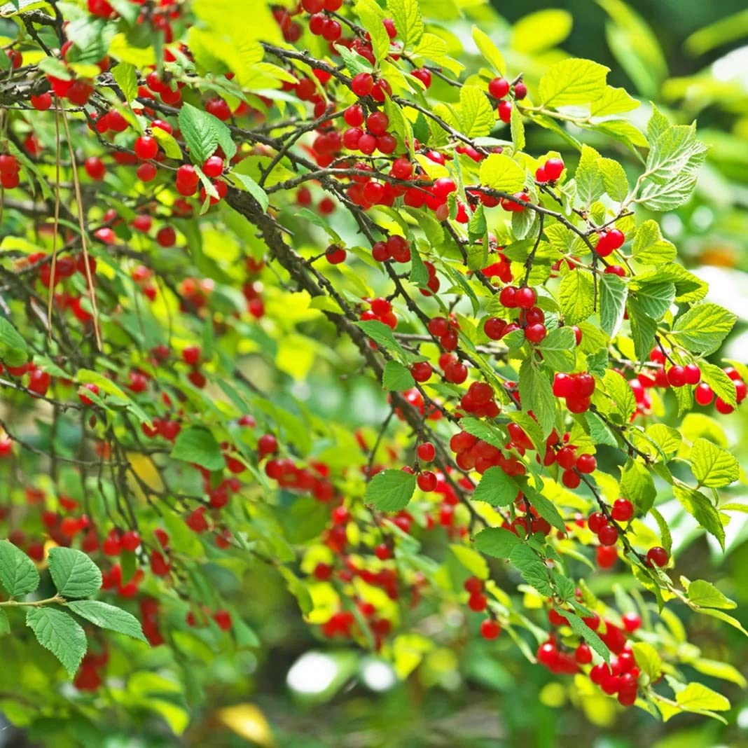 Nanking Cherry Quart Pot Root Start Plant - Perennial, Early Fruiting Nanking Cherry Root Start | Versatile, Easy-to-Grow Fruit Tree (1 Pack)
