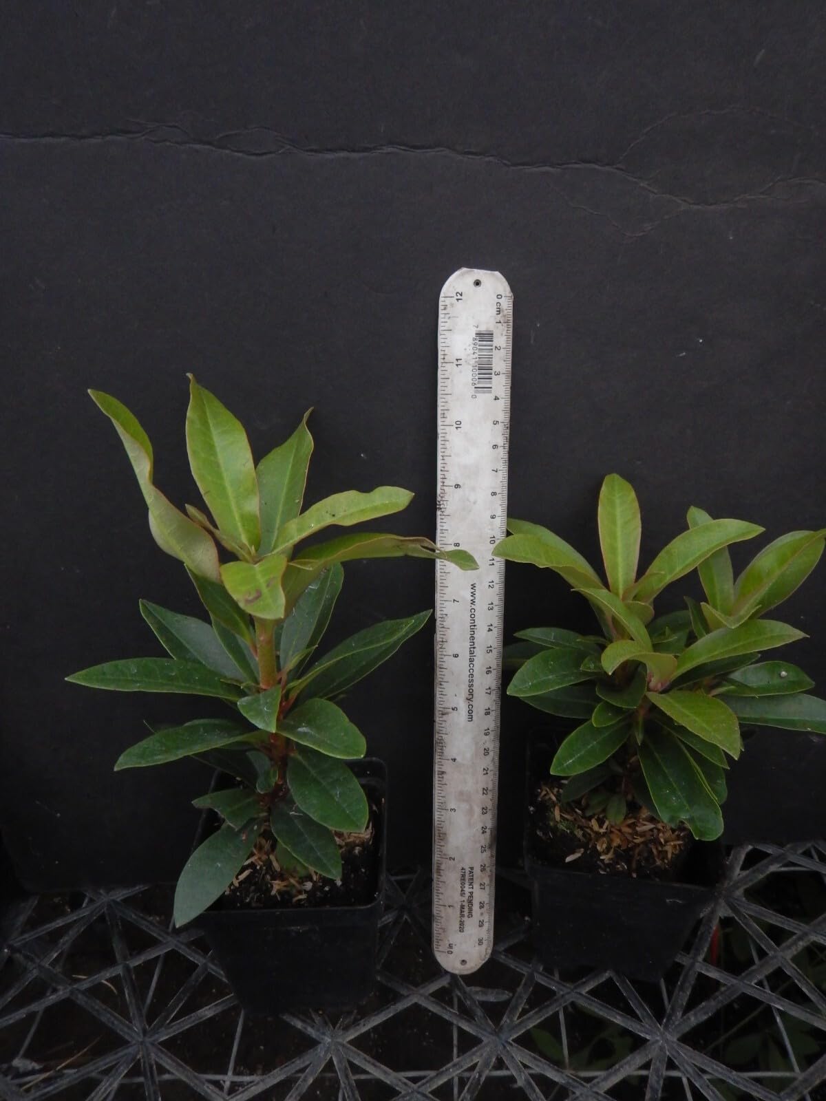 Live Plant - Honey BUTTERAzalea Rhododendron Deciduous Starter Planta Beautiful Color