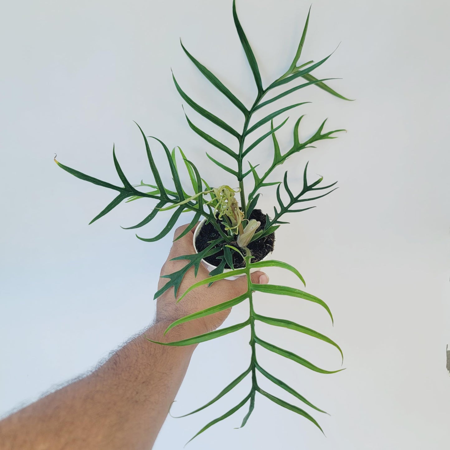 Philodendron Tortum Live Plant | Ships from CA | Available in Modern White Self-Watering Planter | Air Purifying & Pet-Friendly (4" Nursery Pot, Small Plant)