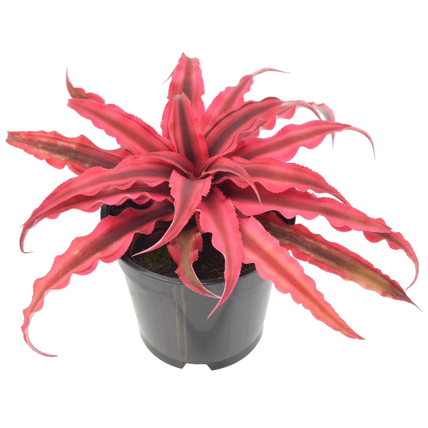 Cryptanthus Super Pink Earth Star Live Indoor Plant in 4 in. Plastic Grower Pot **Cannot Ship to California and Hawaii***