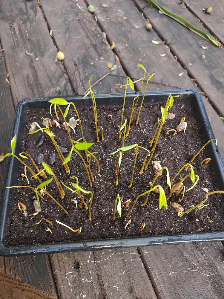 10+ Sugar Apple Seeds Soursop Custard Guanabana Graviola Seeds Annona Muricata Fruit Tree Planting