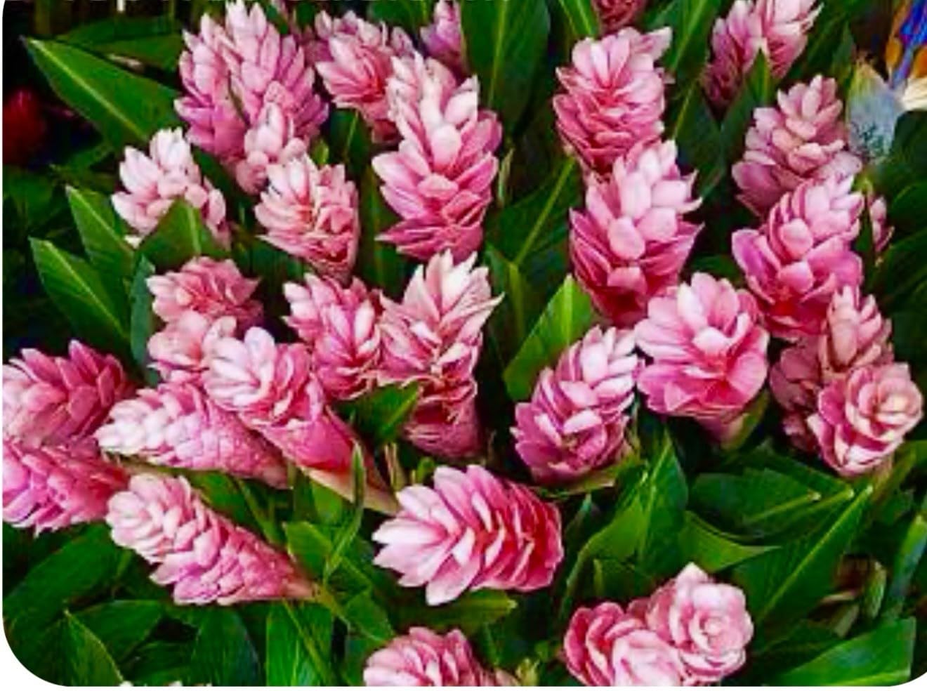 Live Plant - Hawaiian Hot Pink Ginger-Alpinia Purpurata- Small Rooted Starter Plant