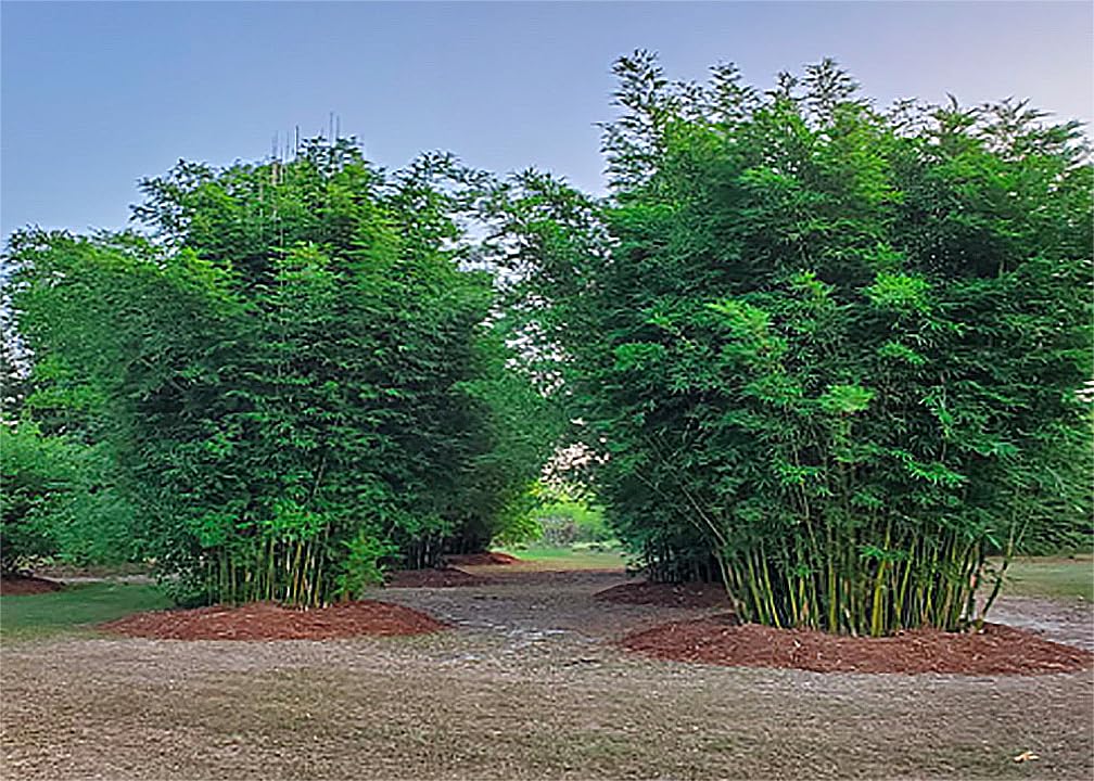 Non-Invasive Clumping Giant Bamboo Seed - Approximately 20 Seeds - Male or Solid Bamboo - Growing Instructions Will be Included