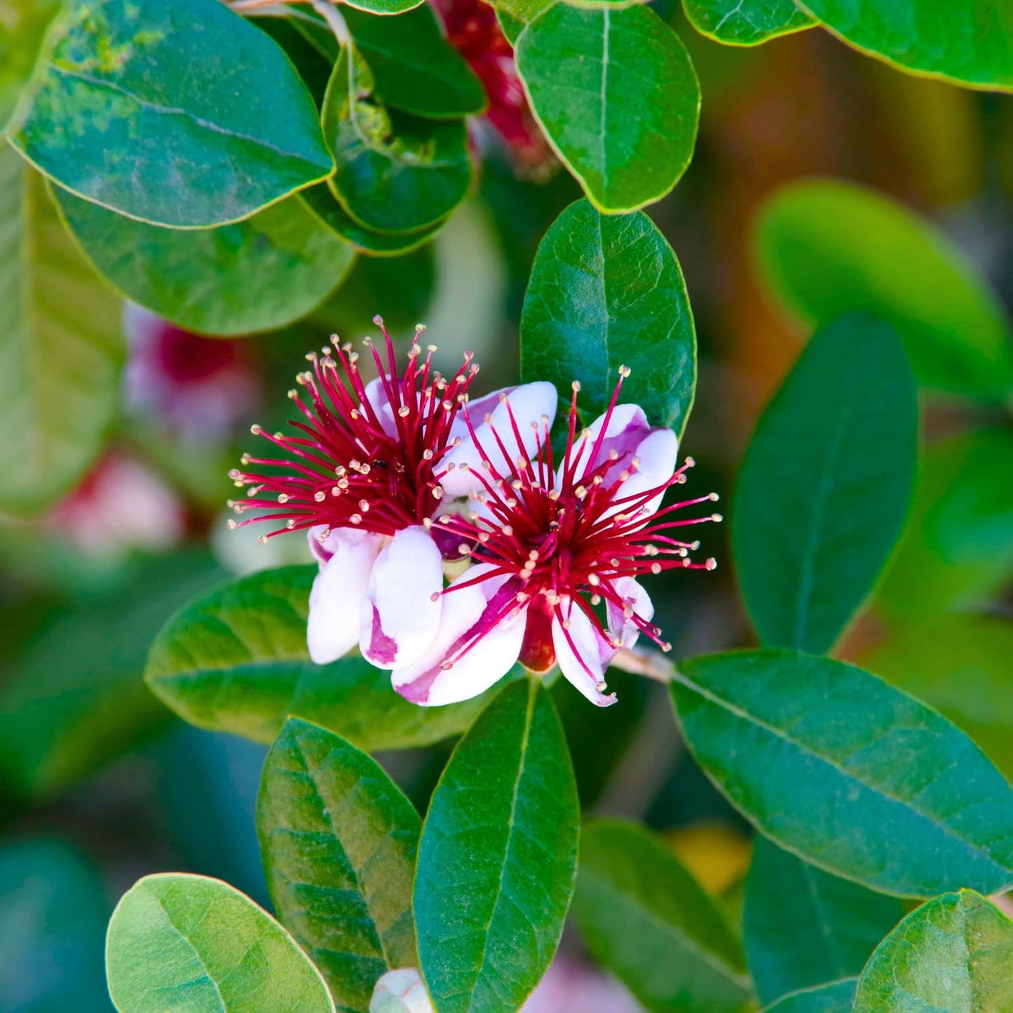 2 Pineapple Guava Trees, Guava Plant Live for Planting Outdoor, Fruit Tree Plant from 5 Inc Long