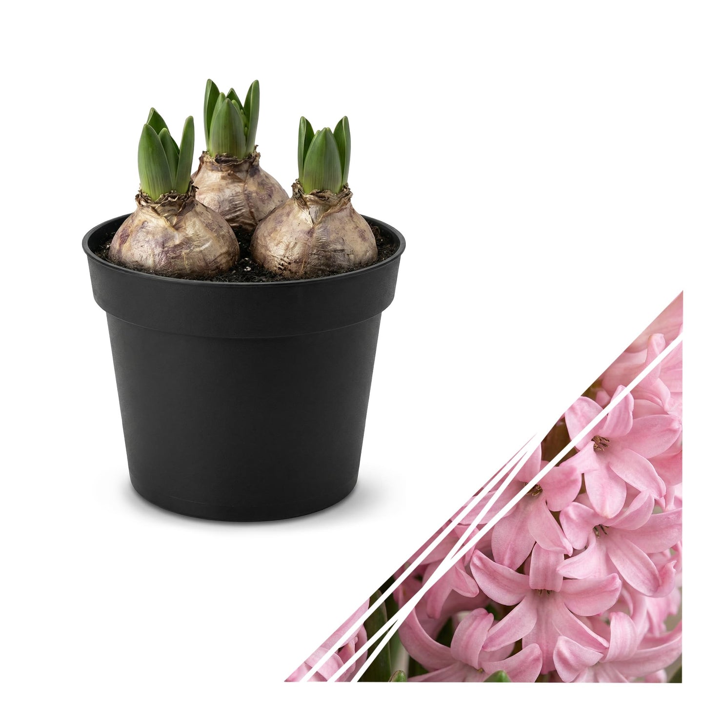 Live Flowering Hyacinth - Pink, Beautiful Spring Bulbs, Ships Dormant in 1.25 Quart Pot with Deco Cover, Blooms in 2-3 Weeks