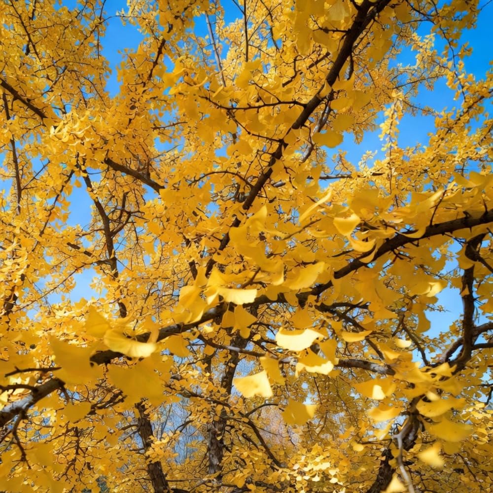 Ginkgo Tree Live Plant, Yellow Leaves, Hardy Gingko Tree, 8-10" Tall in Quart Pot for Planting