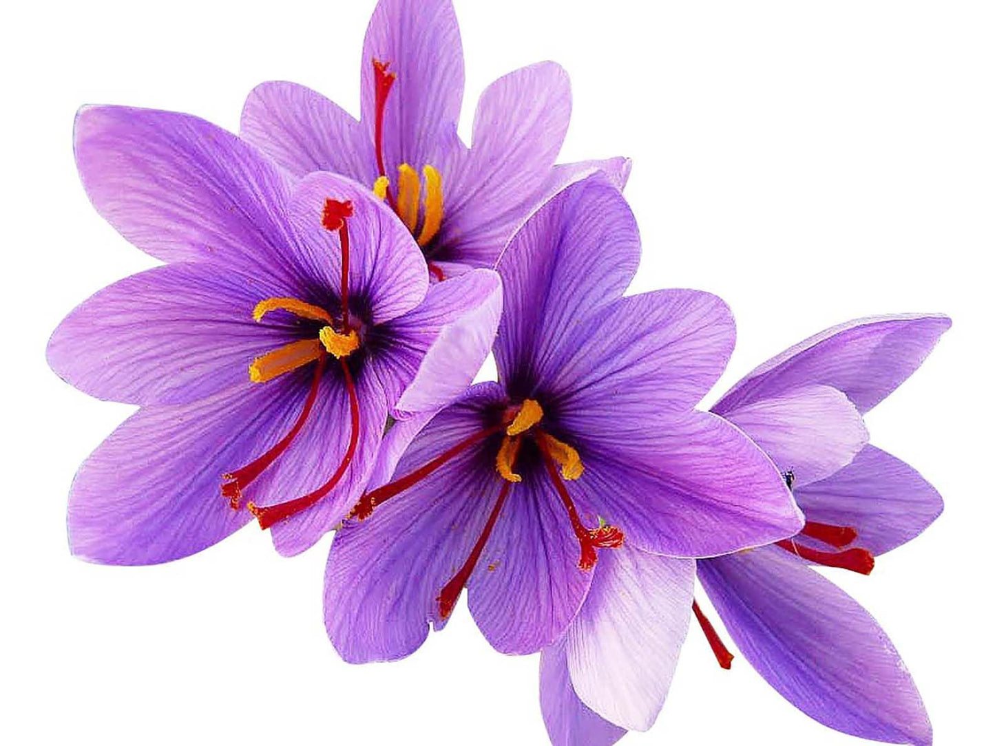 3 Saffron Sativus Crocus Corms - Huge 10+ cm Corms for Planting - Saffron Crocus Bulbs with Complete Planting Instructions - Premium Crocus Sativus Bulbs