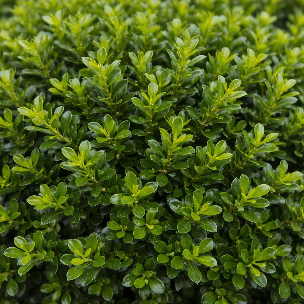Hoogendorn Japanese Holly 3-Gallon