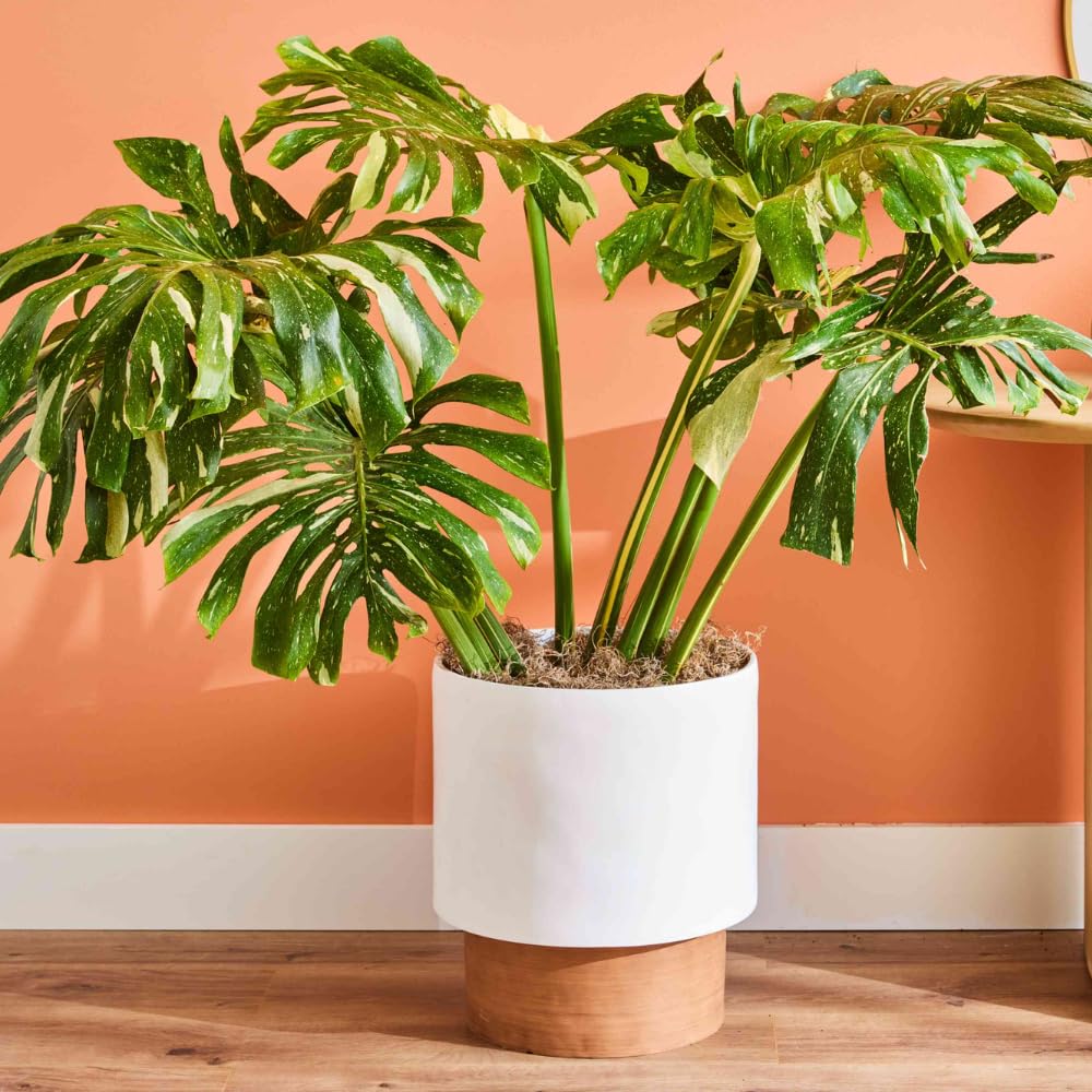 Monstera Plant 4-6 Inch, Live Indoor Plant, Split Leaf Houseplant for Home Office Decoration, No Pot (Variegated Monstera)