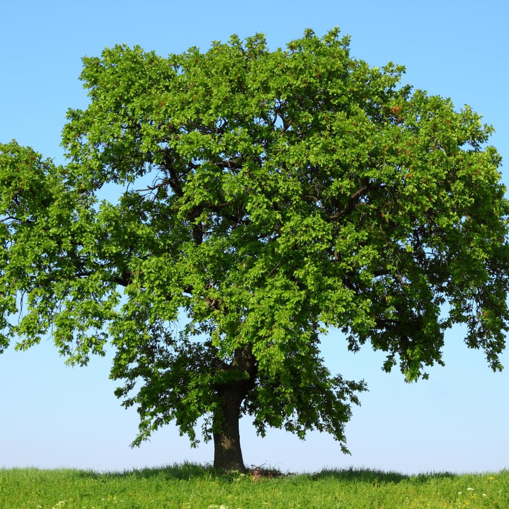 Pack 2 Willow Oak Plants Live, Oak Shades Tree from 12 to 18 Inches Height for Planting, Zones 5-9