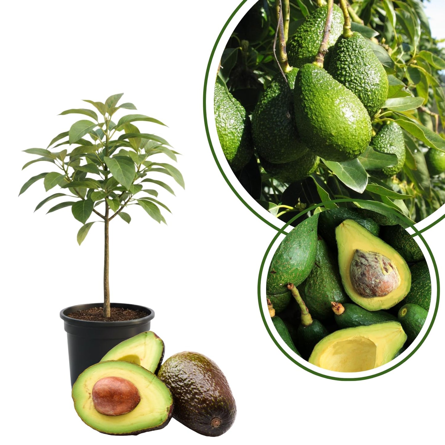 HASS Avocado Tree Live Plant, Avocado Fruit Tree 1-2 feet in 3 Gallon, Outdoor Planting, No Ship to CA