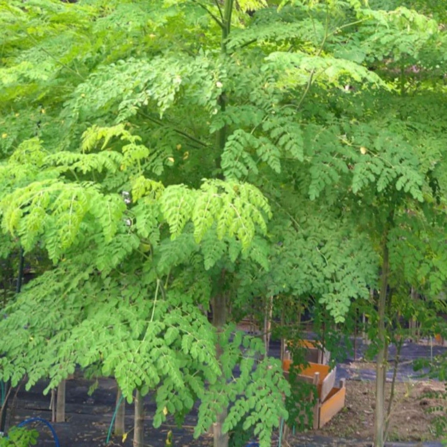 Live Moringa Tree Plant for Planting, 2 Plants Per Pot, Moringa Oleifera Plants 4-8 Inch Tall, Edible Tropical Garden Ready Plant