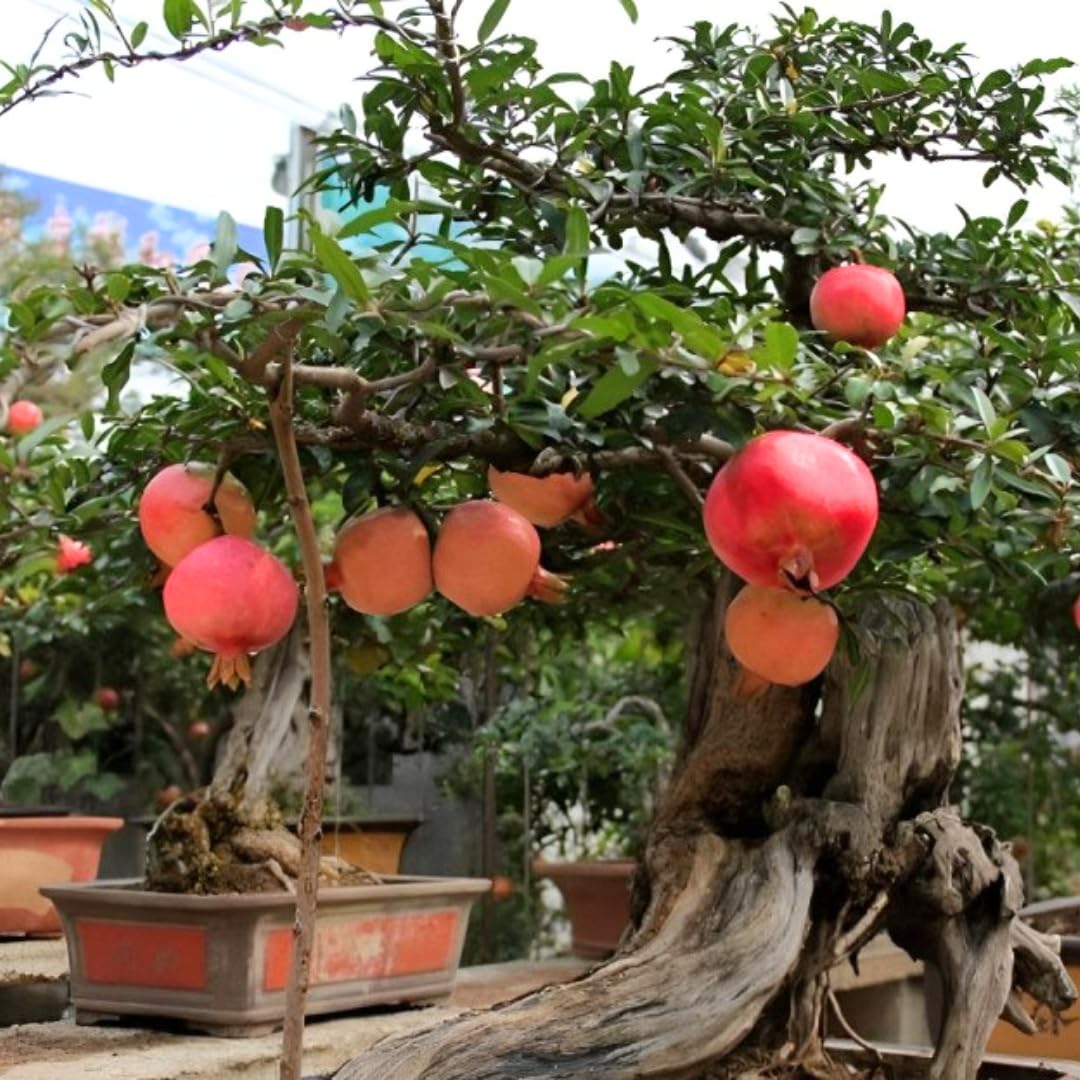 3 Pomegranate Trees Live Plants Cold Hardy, Large Sweet Fruit Pomegranates Plants Well-Rooted, 5-9 Inches Tall, No Pot