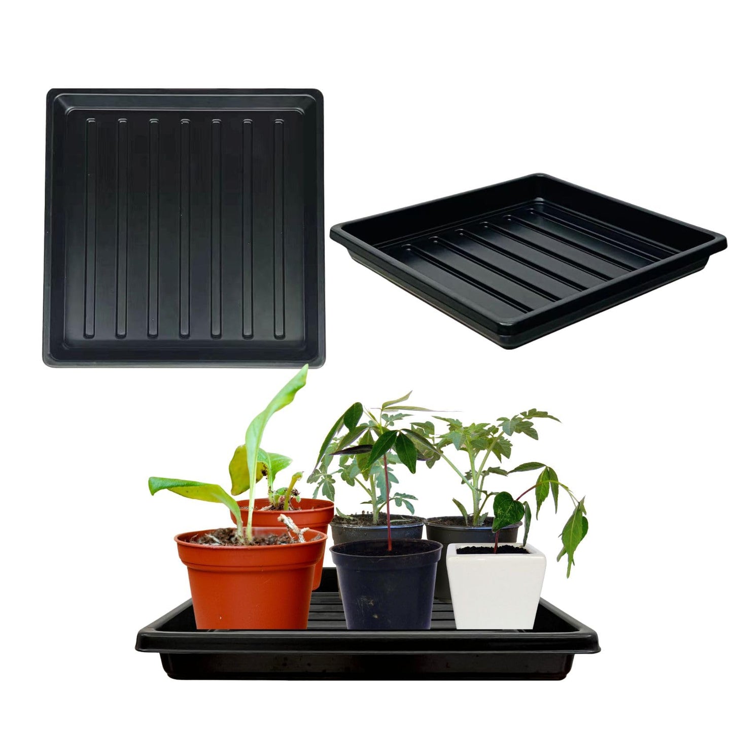 ILITING Plant Growing Trays for Seedlings Microgreen Seed Starter Shallow Plants Tray Drip Tray Standard 1010 Tray No Holes 10 Pack Black 10.7 x 10.7 inches Square Trays