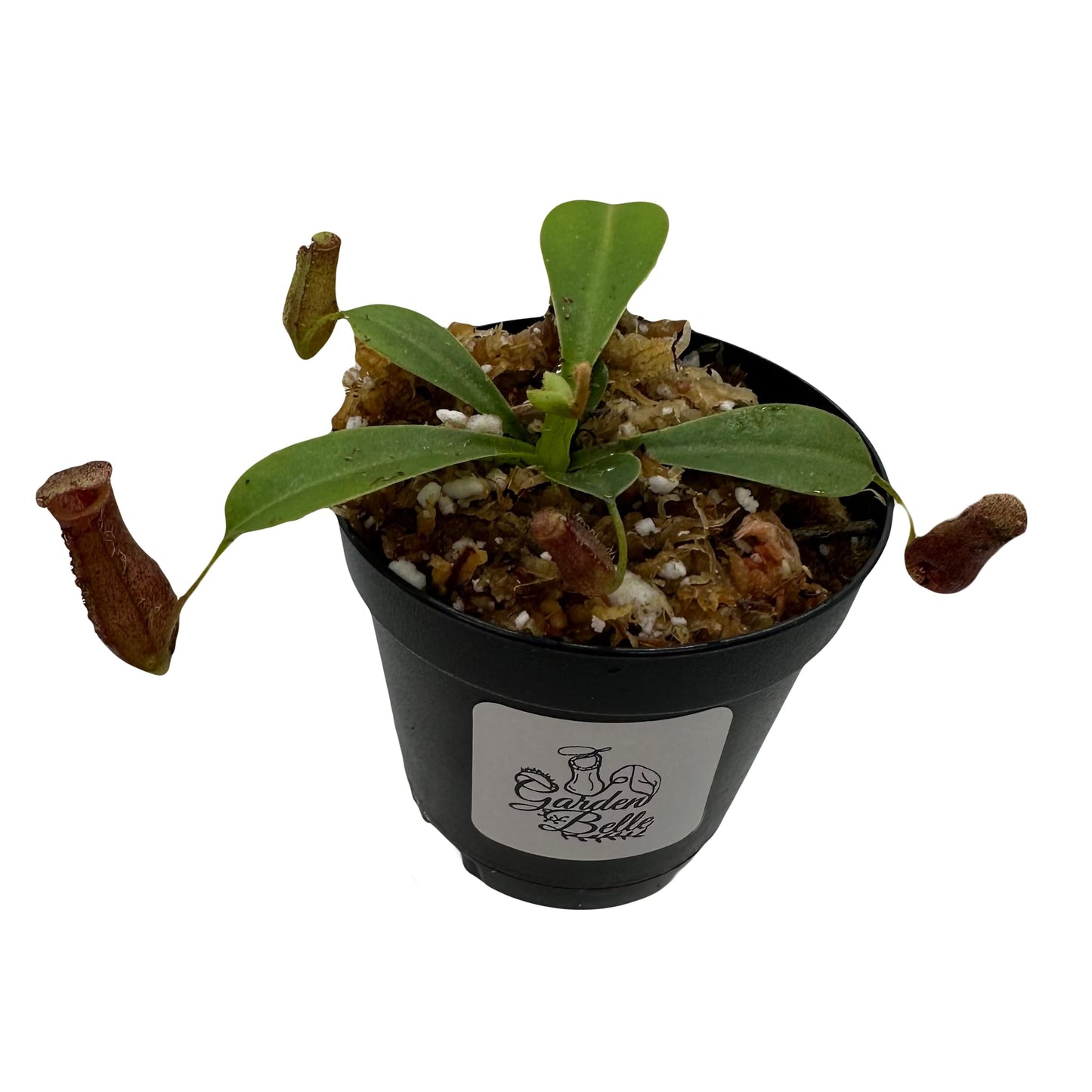 Nepenthes 'Briggsiana' (N.Lowii x N.Ventricosa Red) Tropical Carnivorous Pitcher Plant in 2" Pot
