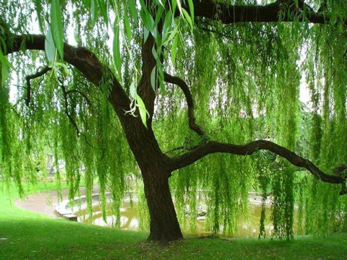 Weeping Willow Tree Cuttings to Plant - Fast Growing Trees - Beautiful Arching Canopy - Popular asBonsai (2 Weeping Willows)