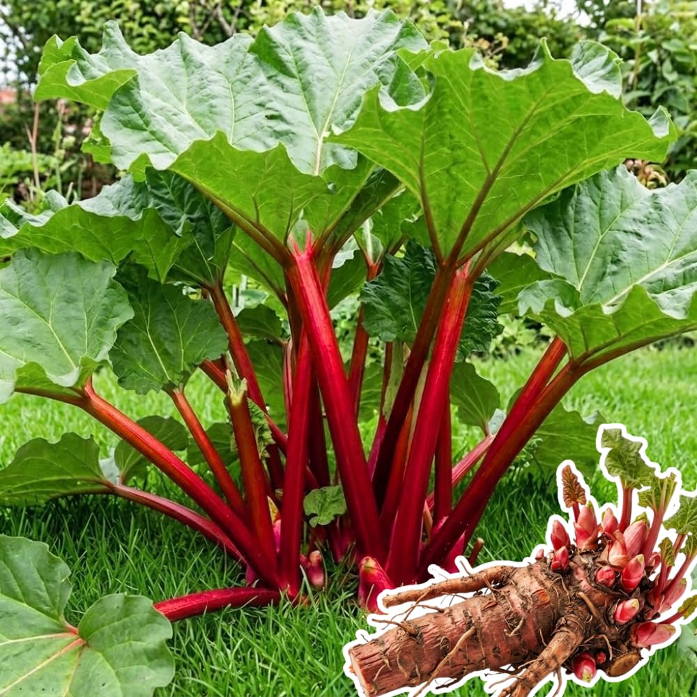5 XL Size Rhubarb Roots for Planting, High Yield Rhubarb Plants Live, Large Crowns Cold Hardy, Zones 2-8