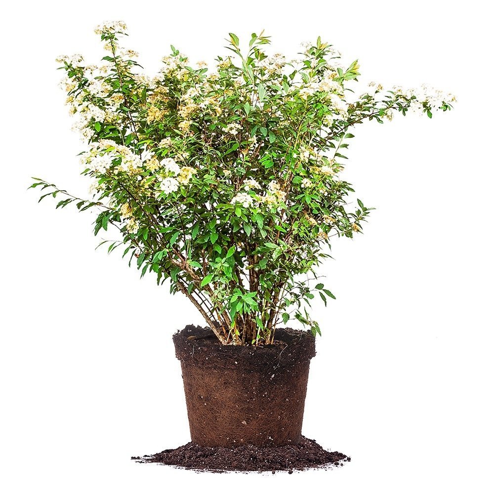 Bridal Wreath Spirea - Size: 1 Gallon, Live Plant, Includes Special Blend Fertilizer & Planting Guide