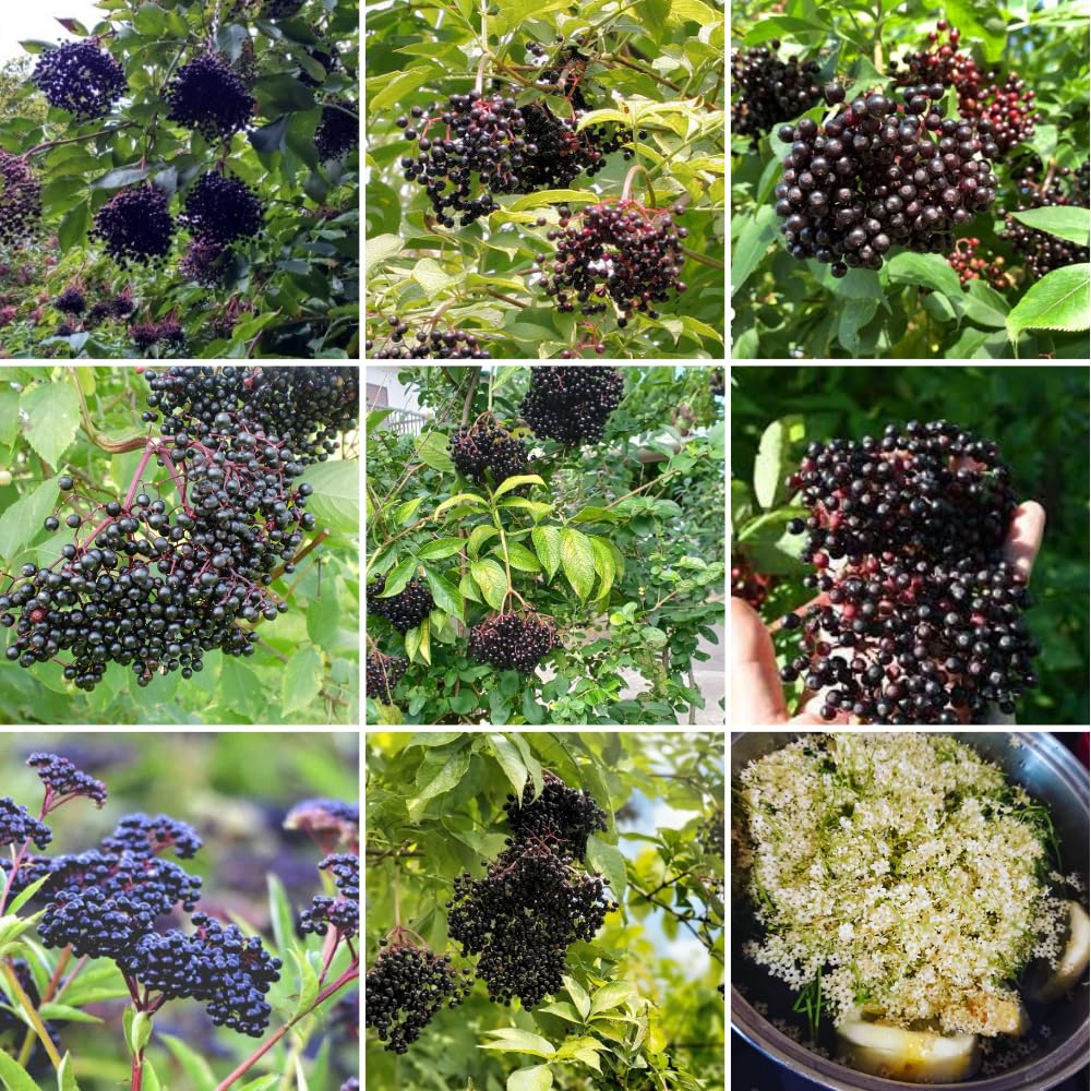 2 Black Elderberry Plants Live for Planting 6 to 12 Inch Tall, American Elderberry Trees Live Plants, Sweet Elderberries Fruit